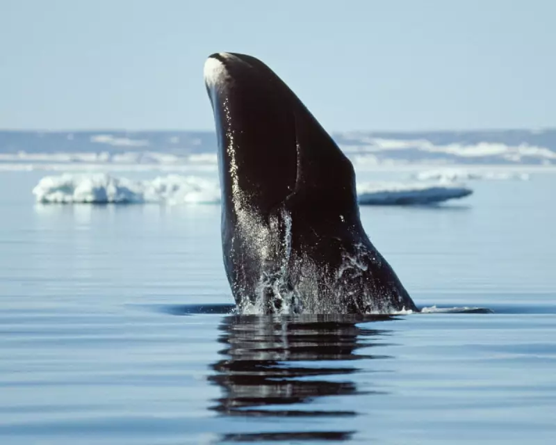 Bowhead Whales' 200-Year Lifespan Could Hold Key to Slowing Human Ageing, Scientists Reveal