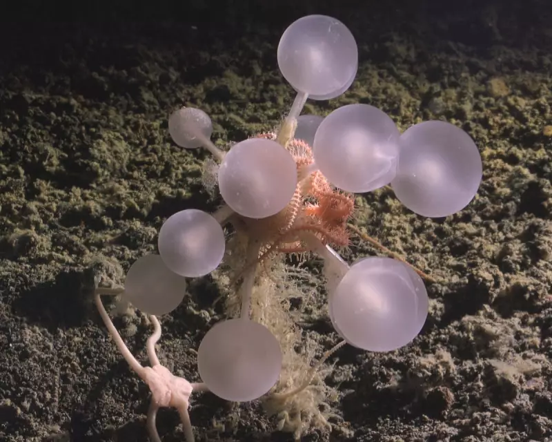 Deep-Sea Discovery: 'Carnivorous Death Ball' Sponge Found in Southern Ocean's Abyss