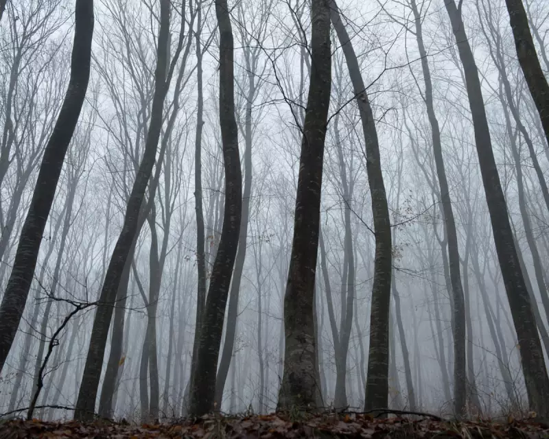 Enter The Hoia Baciu: Transylvania's Eerie Haunted Forest Where Reality Bends