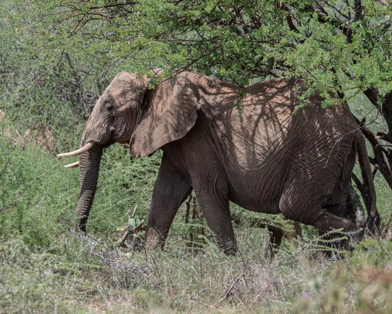 Kenya's Concrete Invasion: How Sprawling Towns Are Squeezing Elephants Out of Existence