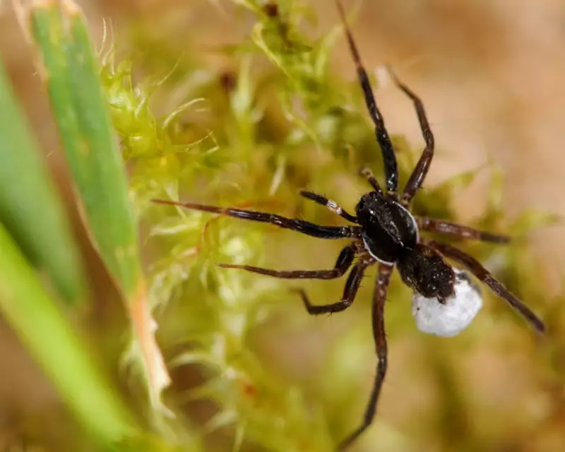 'Lost' White-knuckled Wolf Spider Rediscovered on Isle of Wight After Decades