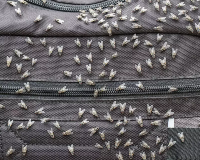 Sydney's Fly Frenzy: Why the City Is Experiencing a Surge in Pesky Insects