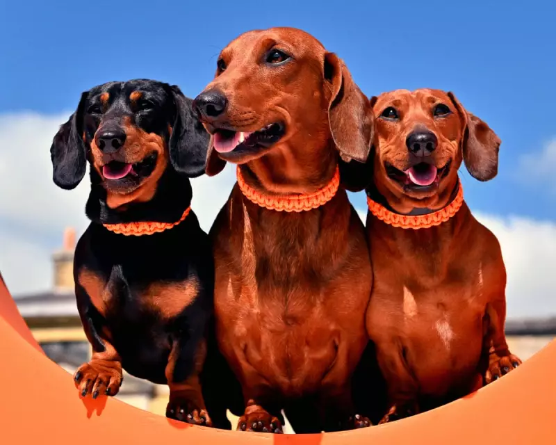 Test Your Wits! The Guardian's Ultimate Thursday Quiz Awaits Your Challenge