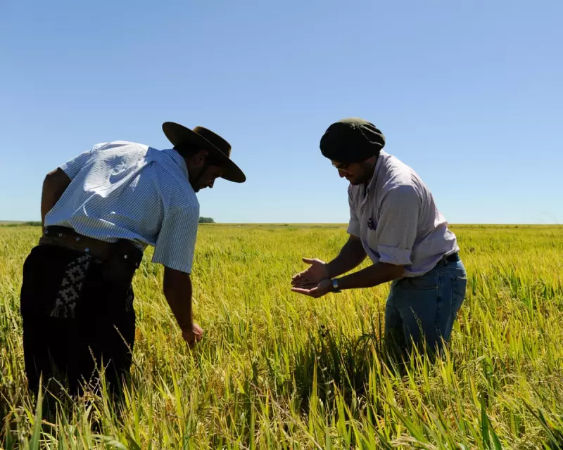 Uruguay's Rice Fields: The Hidden Health Crisis Costing Workers Their Lives