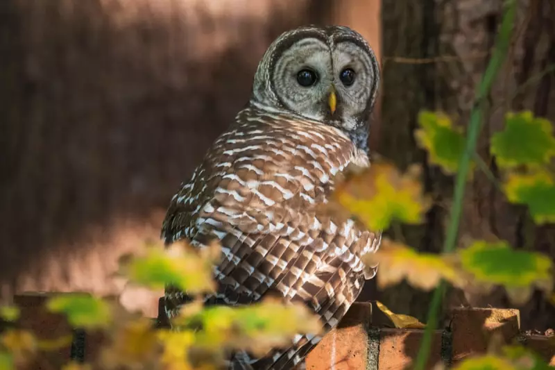 US Senate Blocks Lifeline for Northern Spotted Owls in Dramatic Conservation Vote