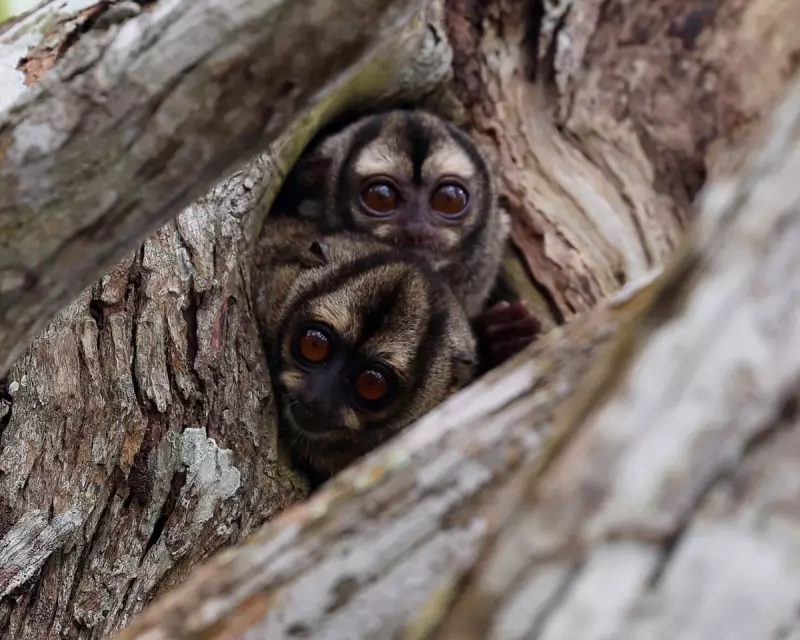 Wildlife Wonders: Tiger's Tube Journey, Crab Migrations & Beaver Engineering Captivate Conservationists