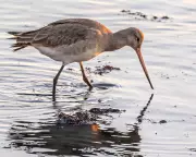 A Patient Vigil: Witnessing the Elusive Black-tailed Godwit in British Wetlands