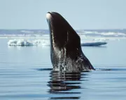 Bowhead Whales' 200-Year Lifespan Could Hold Key to Slowing Human Ageing, Scientists Reveal
