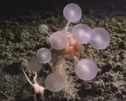 Deep-Sea Discovery: 'Carnivorous Death Ball' Sponge Found in Southern Ocean's Abyss