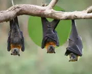Flying Foxes in Your Backyard: How to Create a Bat-Friendly Urban Oasis