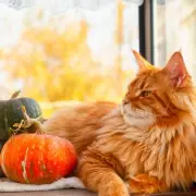 Halloween Horror: London Woman's Pumpkin Purchase Unleashes Thousands of Spiders