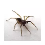 Halloween Horror: Rare White-Knuckled Wolf Spider Invades UK Shores