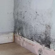 South London Family's Two-Year 'Nightmare' in Mould-Ridden Council Flat