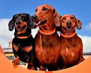 Test Your Wits! The Guardian's Ultimate Thursday Quiz Awaits Your Challenge