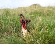 The Devil's Fingers: Britain's Foul-Smelling Fungus Invasion