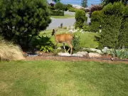 The 'Luxury Lizard' Effect: How Wealthy Suburbs Are Creating Urban Wildlife Havens