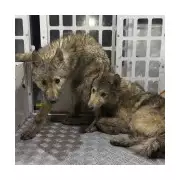 Werewolf Sighting Sparks Halloween Frenzy in UK Town as Residents Report Eerie Howls