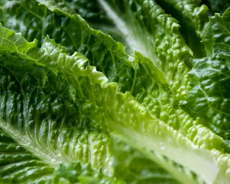 $10.3m Meth Stash Found in Lettuce at US-Mexico Border