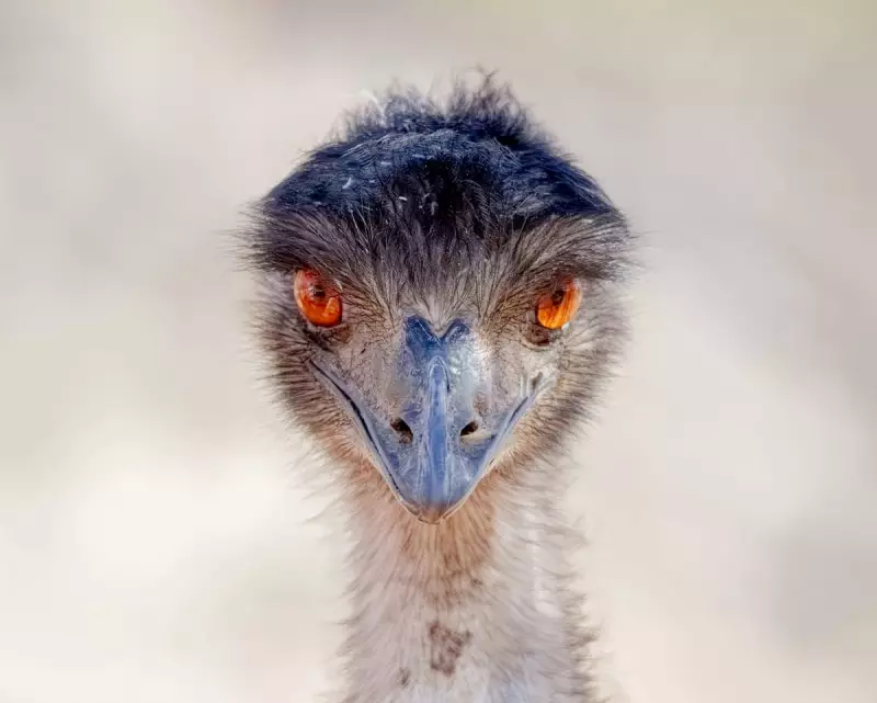 2025 BirdLife Australia Photography Awards Winners Revealed