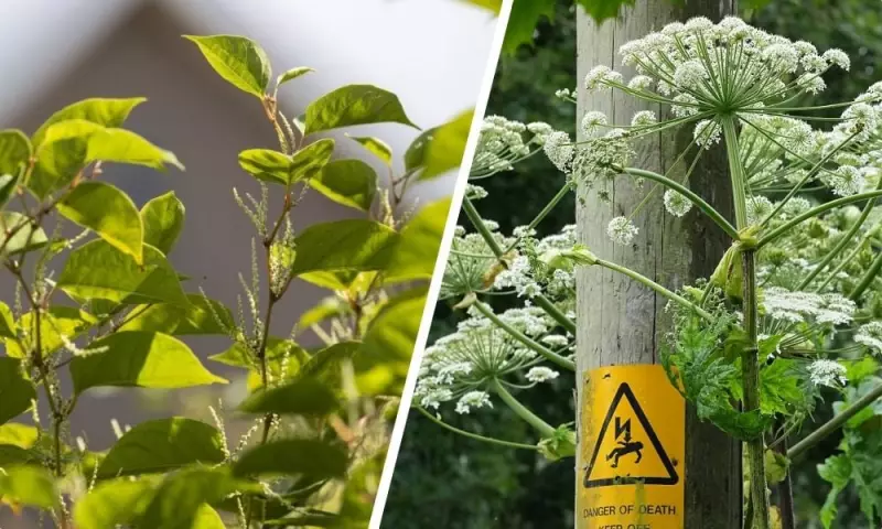 3 Dangerous UK Garden Weeds to Remove This November