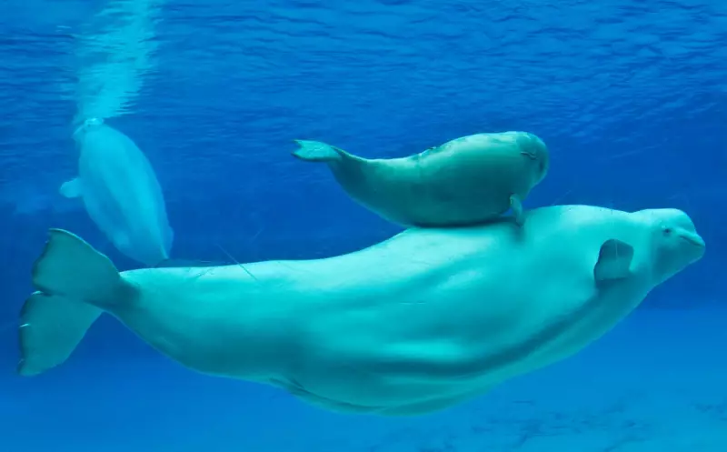 30 Beluga Whales Trapped in Marineland Cruelty Dispute