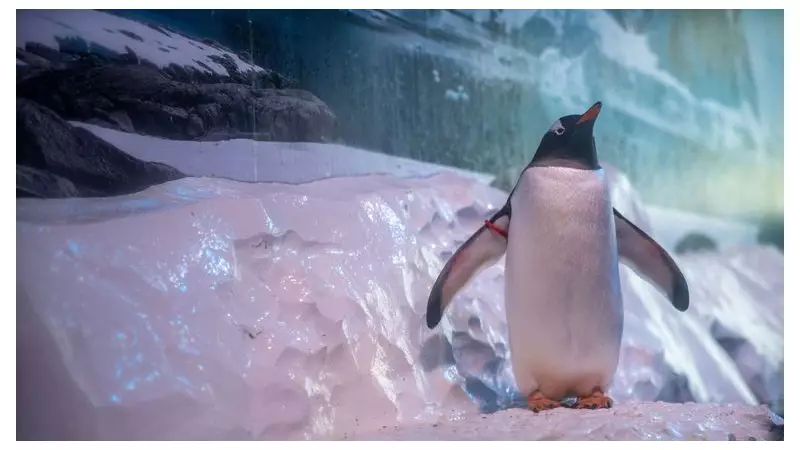 75 MPs Demand Freedom for 15 Penguins in London Aquarium Basement
