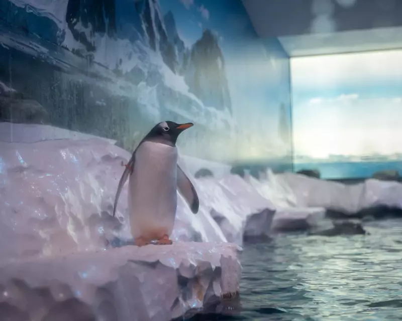 75 MPs Demand Release of 15 Penguins 'Trapped' in London Aquarium