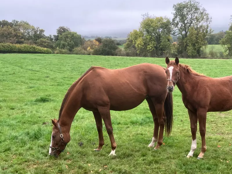 A Mile From Home: How Moving a Short Distance Revealed Nature's Hidden Wonders