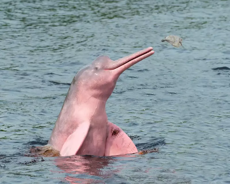 Amazon Lakes Hit 41°C in Heatwave, Killing 150+ Pink River Dolphins
