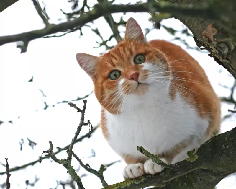 Animal Emergencies Surge: Fire Services Become Unexpected Wildlife Rescuers Across England