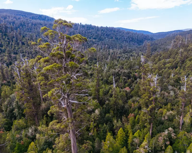 Australia's Forest Accounting 'Sleight of Hand' Exposed in New Study