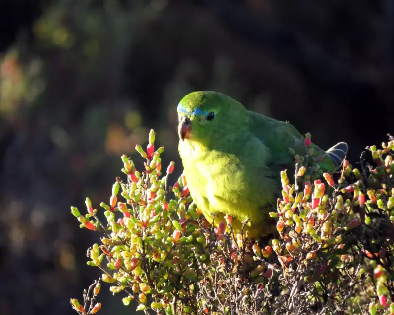 Australia's Nature Crisis: Why Putting Politics Aside Could Boost Economy and Protect Our Children's Future