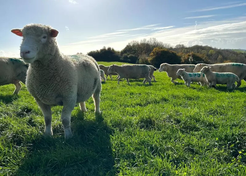 Autumn Lambs in Dorset: A 400-Year-Old Genetic Marvel