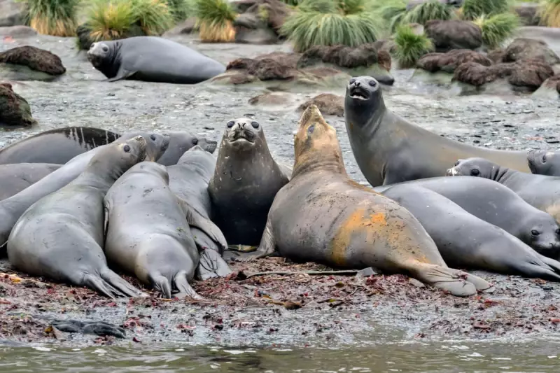 Bird Flu Wipes Out Half of South Georgia's Elephant Seal Population
