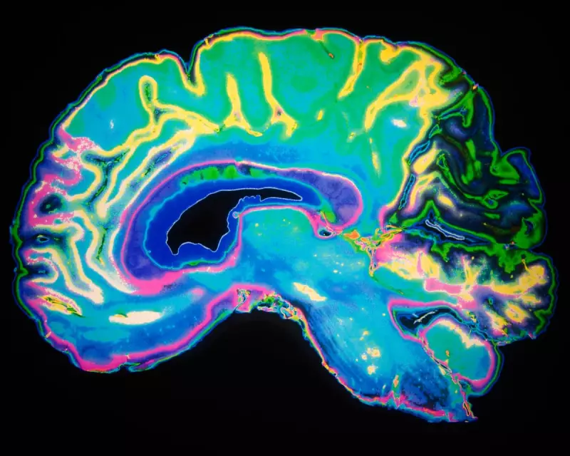 Cambridge Study Reveals Five Brain Epochs, But Ageing Stages Overlooked