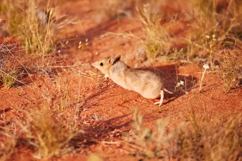 Can Australia's Marsupials Outsmart Feral Cats? Wild Deserts Success