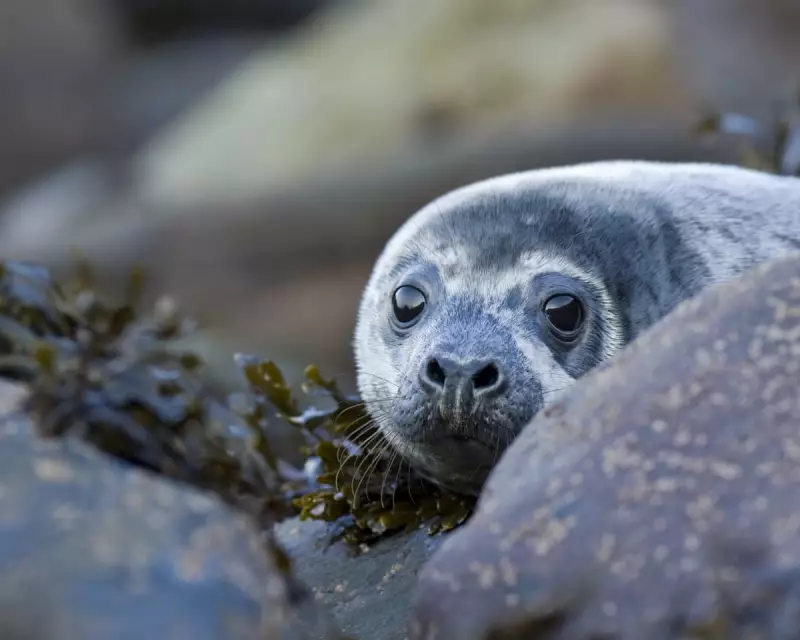 Cornwall's Lone Grey Seal Pup Faces Perilous Journey to Sea
