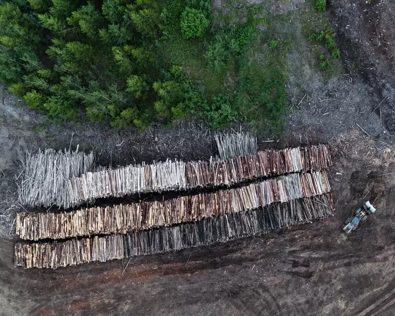 Drax Burns 250-Year-Old Trees from Canadian Forests, Report Claims