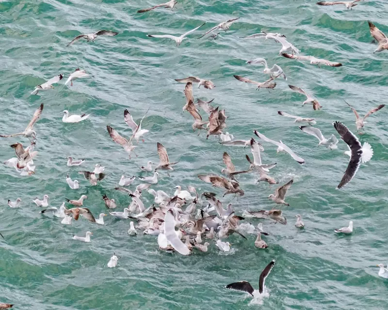 Feeding Frenzy at Tyrella Beach: Seabirds Hunt in Dramatic Bait Ball