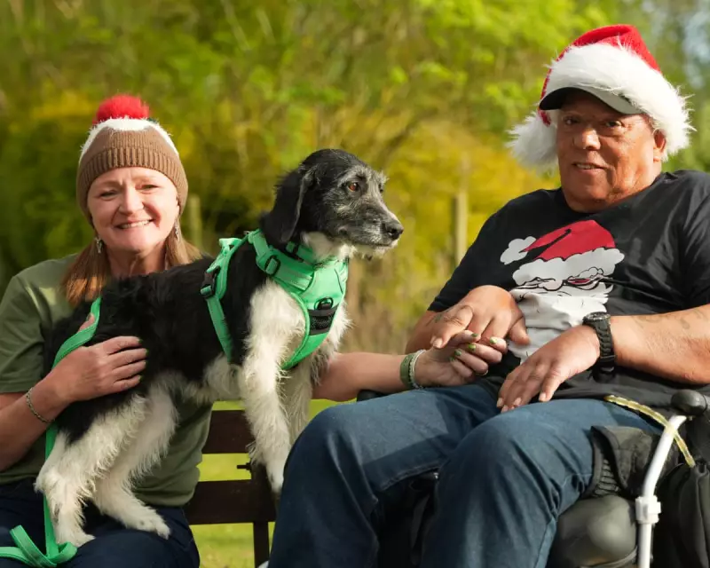 Festive TV Guide: Christmas Dog Adoptions & Murder Mystery Drama