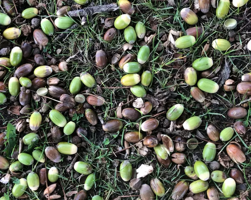 Foraging for Coffee: How Acorns Became My Kitchen Saviour