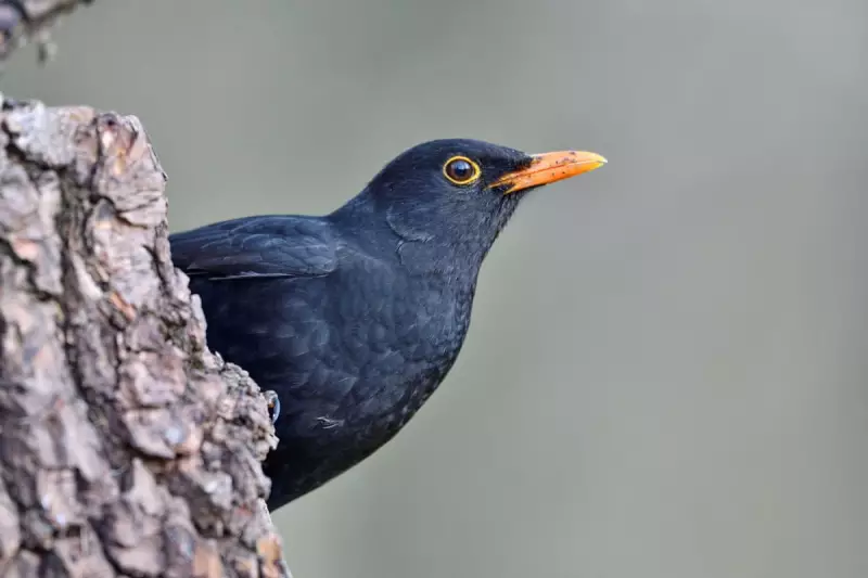 France's Bird Populations Recover After EU Pesticide Ban, Study Finds