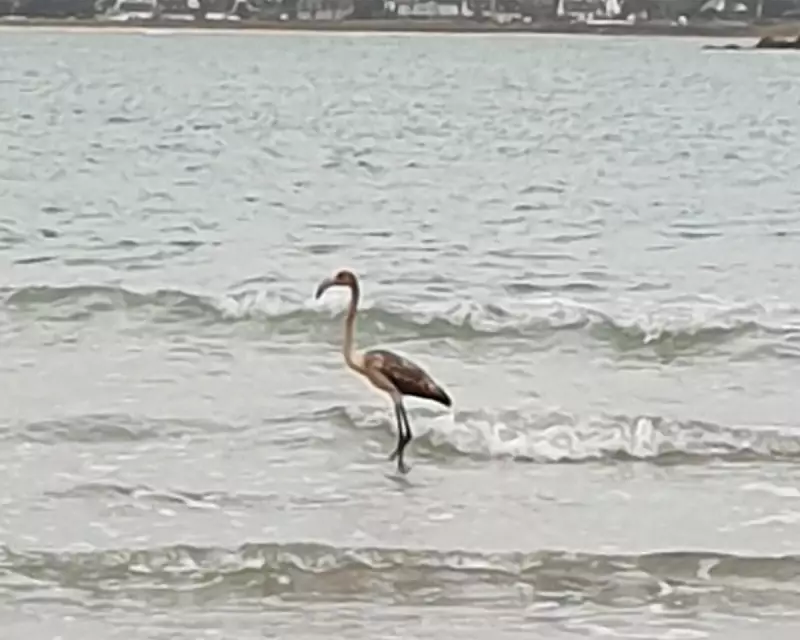 Frankie the Flamingo Spotted in France After 100-Mile Flight from Cornwall