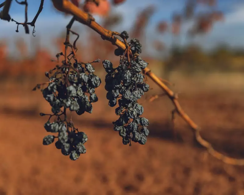 French Winemakers in Crisis: 20% Face Closure Amidst Perfect Storm