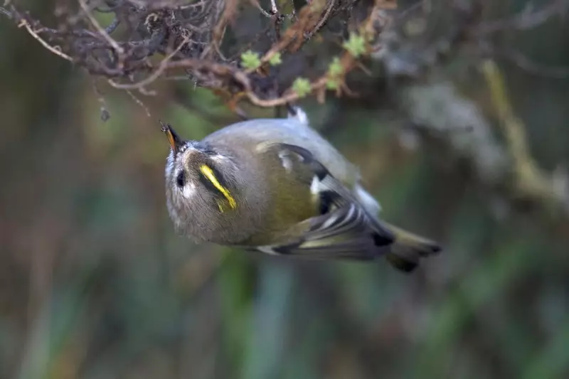 Goldcrest's Vibrant Crown Illuminates Drab Moorland Day