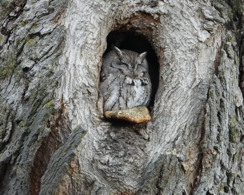 Guardian Readers' Best Photos: From Owls in Canada to Moon in Gloucestershire