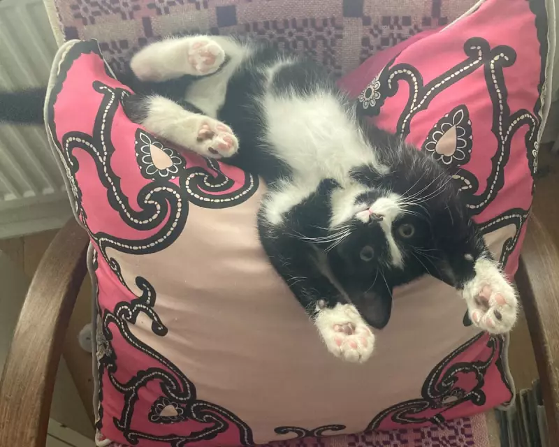 Guardian Revives Beloved Pet Column After Popular Demand