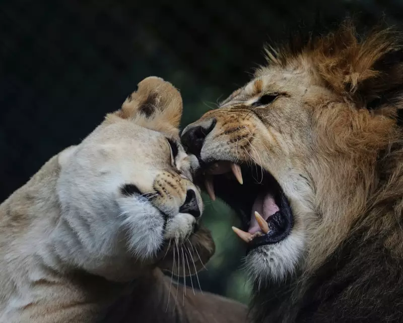 Heartbreaking Decision: New Zealand Wildlife Park Forced to Euthanise Two Lions