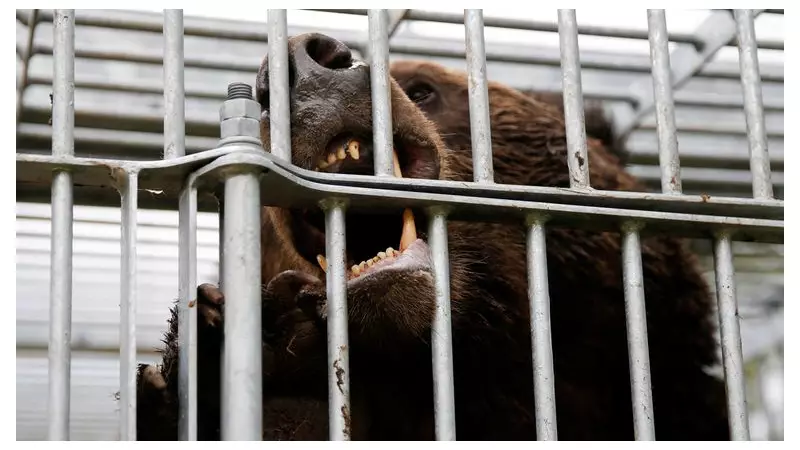 Japan Deploys Military in Unprecedented Response to Deadly Bear Attacks Crisis