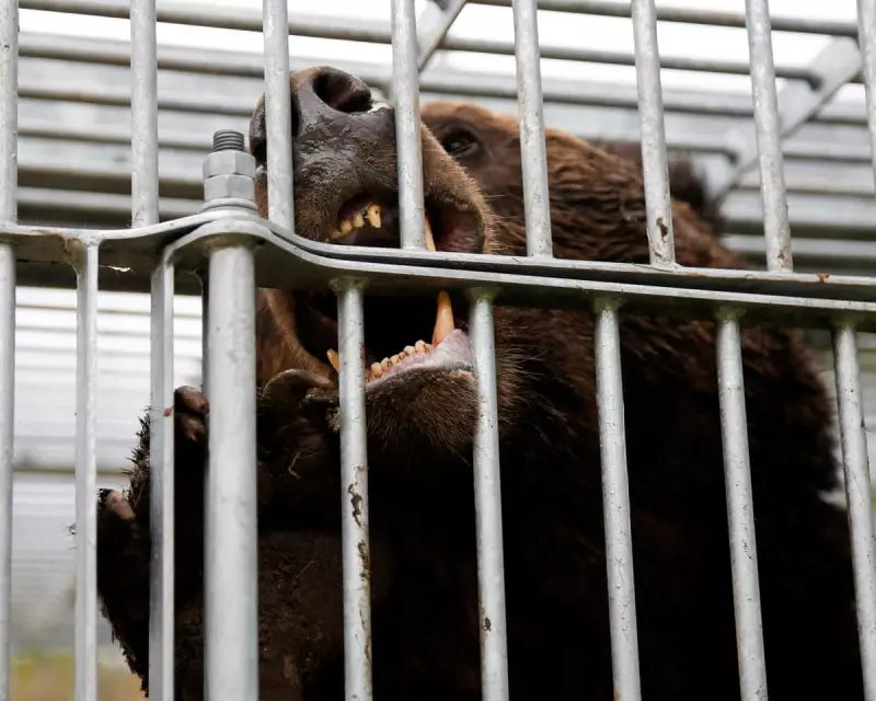 Japan's Bear Crisis: Unprecedented Surge in Attacks Sparks National Emergency